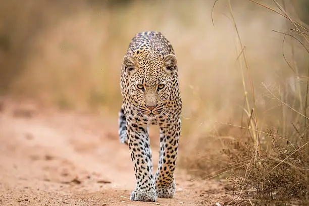 Leopard