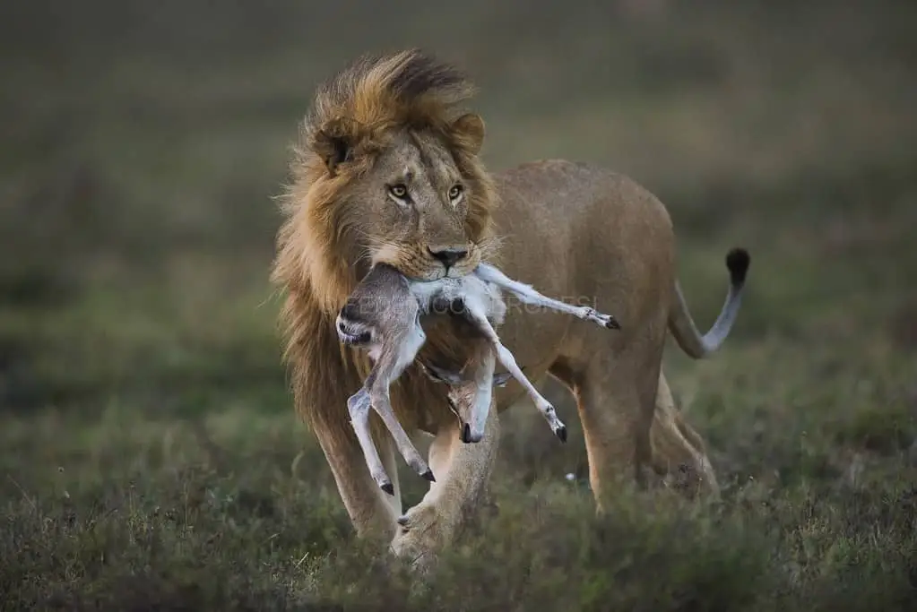 Lion