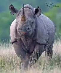 Rhino
