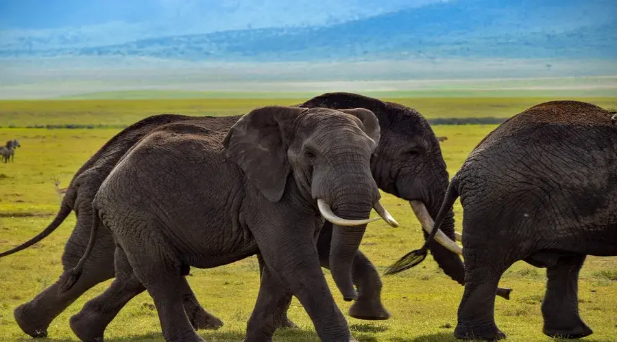 Serengeti National Park