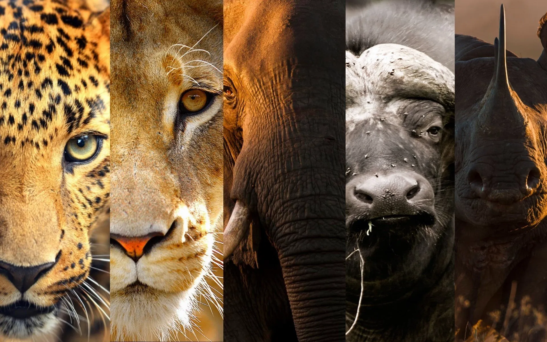 Twina Safaris Africa