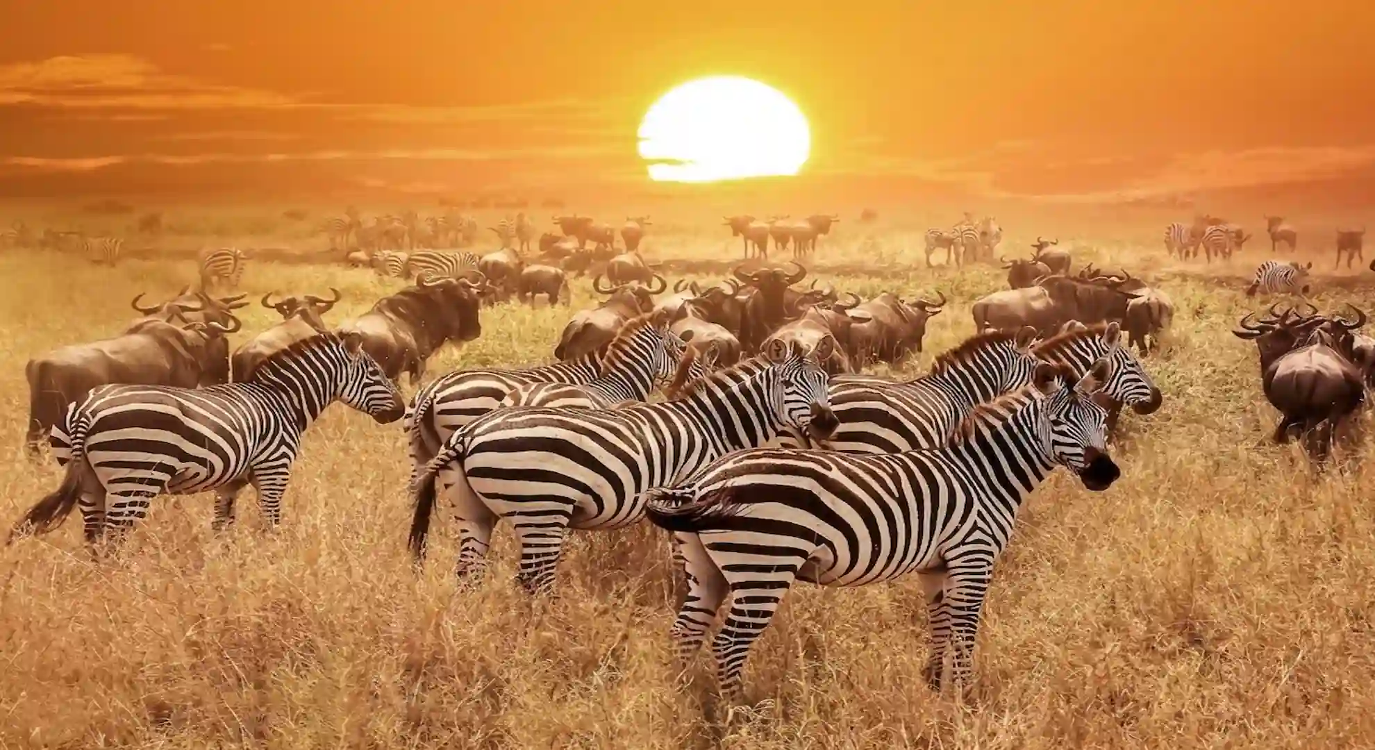 Discover Tanzania's Wild Beauty