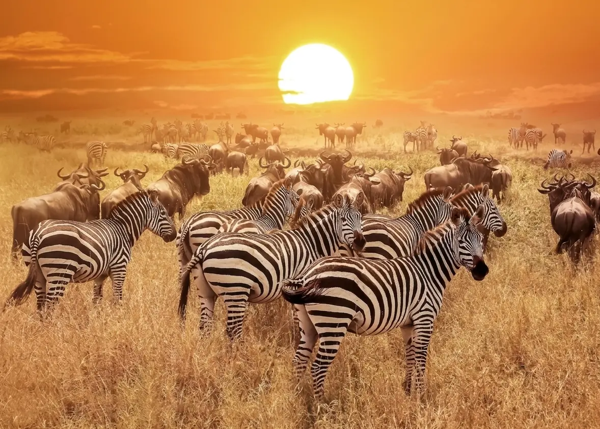 Affordable 3-Day Tanzania Safari Tour – Serengeti & Ngorongoro Crater