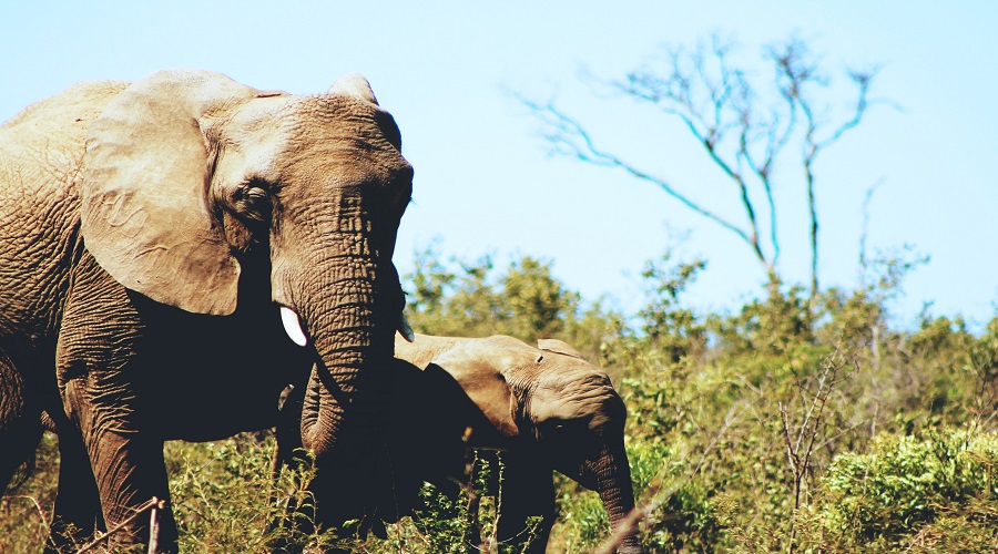 Affordable 3-Day Tanzania Safari Tour – Serengeti & Ngorongoro Crater