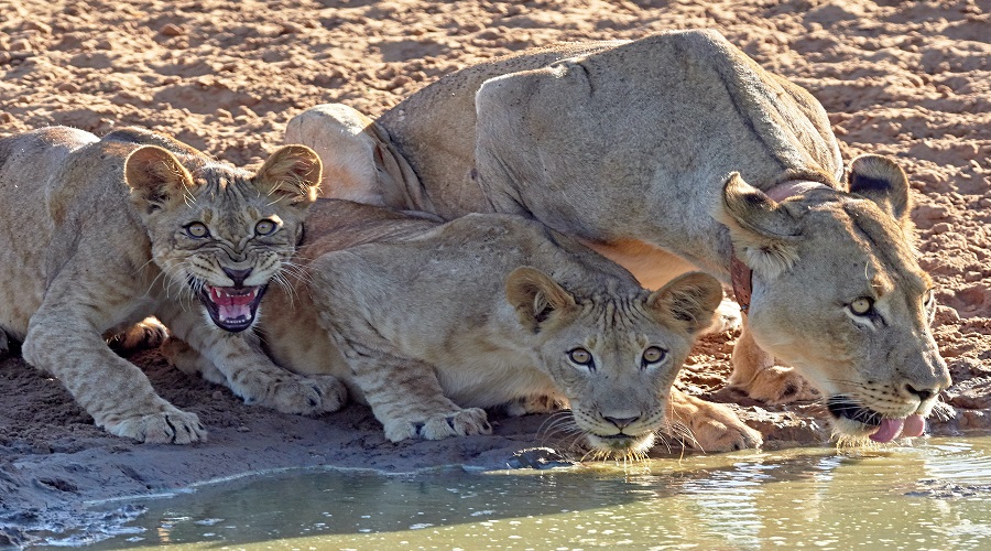 Affordable 3-Day Tanzania Safari Tour – Serengeti & Ngorongoro Crater