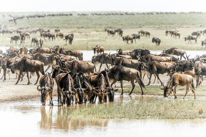 Tanzania Family Safari Packages | Private Wildlife Tours & Adventures