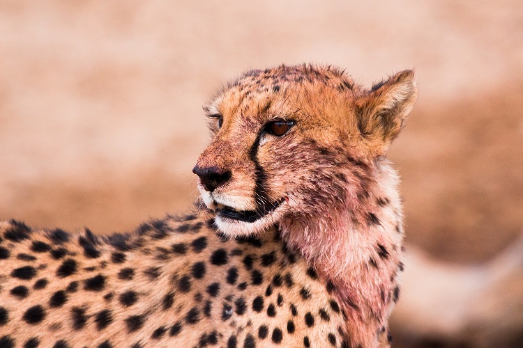 Luxury Serengeti Safaris & Exclusive Tanzania Safari Escapes