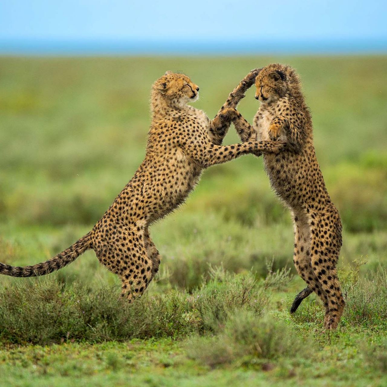 3-Day Tanzania Family Safari – Tarangire and Ngorongoro
