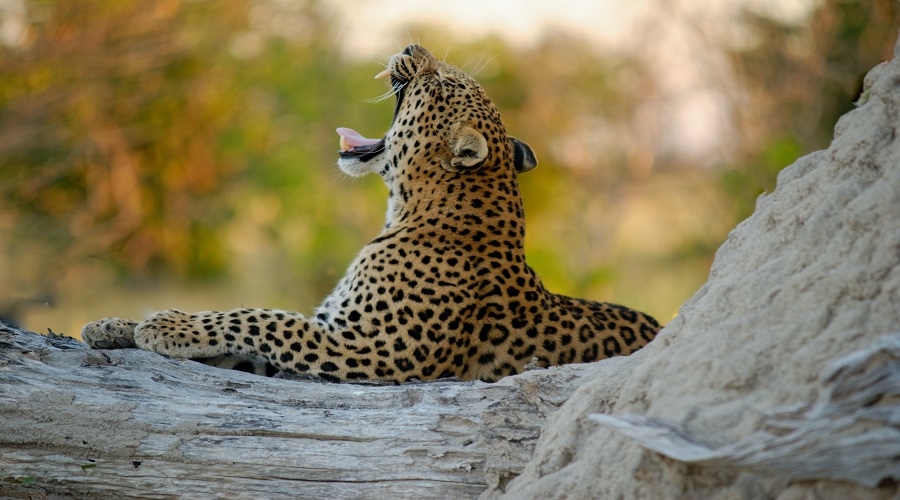 Luxury Serengeti Safaris & Exclusive Tanzania Safari Escapes