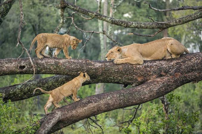 3-Day Tanzania Family Safari – Tarangire and Ngorongoro