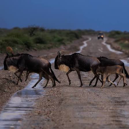 5-Day Tanzania Safari, Waterfalls & Nature Escape