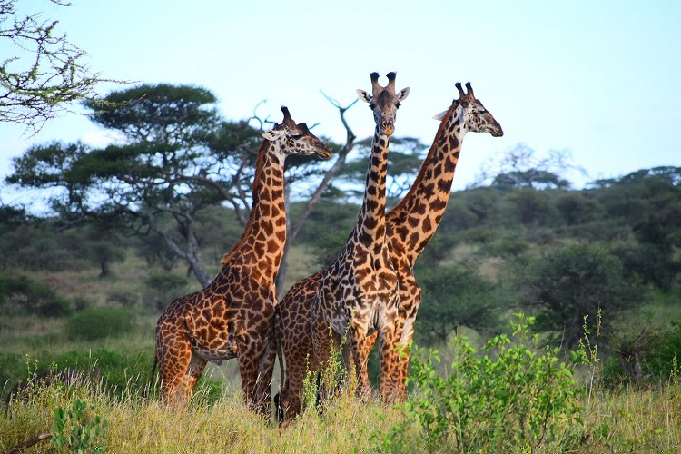 Luxury Serengeti Safaris & Exclusive Tanzania Safari Escapes