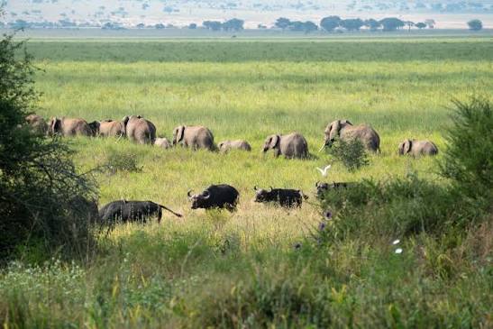 Tanzania Family Safari Packages | Private Wildlife Tours & Adventures