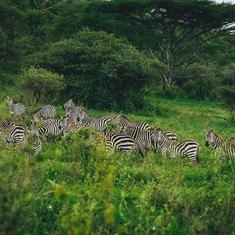 3-Day Tanzania Nature & Wildlife Group Safari