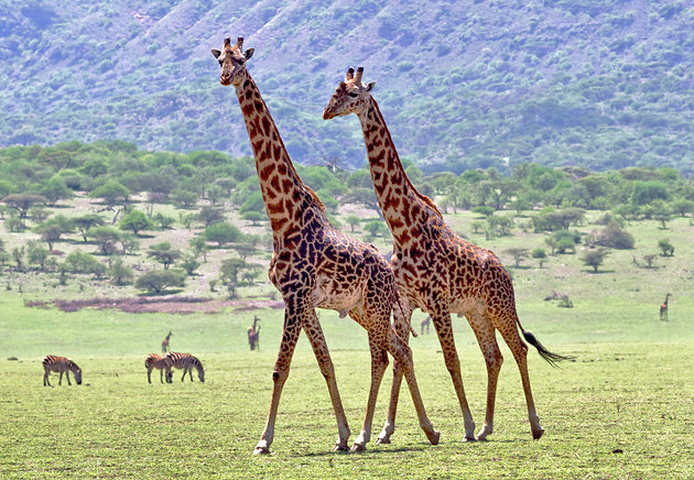 5-Day Tanzania Safari, Waterfalls & Nature Escape